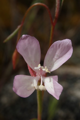 Clarkia similis