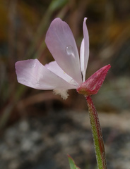 Clarkia similis
