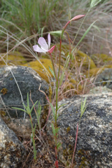 Clarkia similis