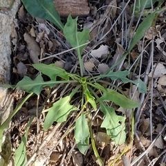 Caulanthus major major