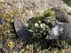 Cladonia carneola