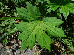 Hydrastis canadensis