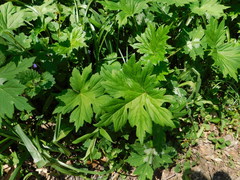 Hydrastis canadensis