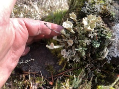 Cladonia carneola
