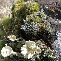 Cladonia carneola