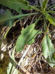 Caulanthus major major