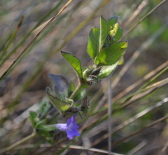 Ruellia paniculata