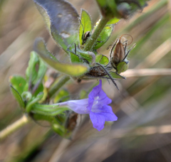 Ruellia paniculata
