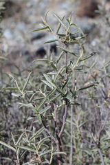 Salix breweri