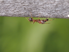 Myrmarachne formosana