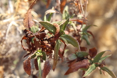Aristeguietia salvia