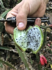 Disocactus speciosus speciosus
