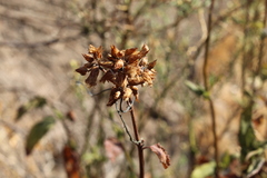 Aristeguietia salvia