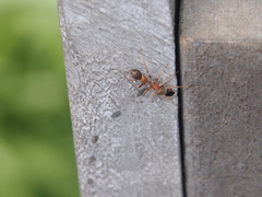 Myrmarachne formosana