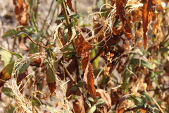 Aristeguietia salvia