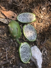Disocactus speciosus speciosus