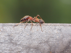 Myrmarachne formosana