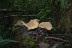 Neolentinus degener