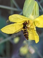 Allograpta obliqua