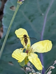 Allograpta obliqua