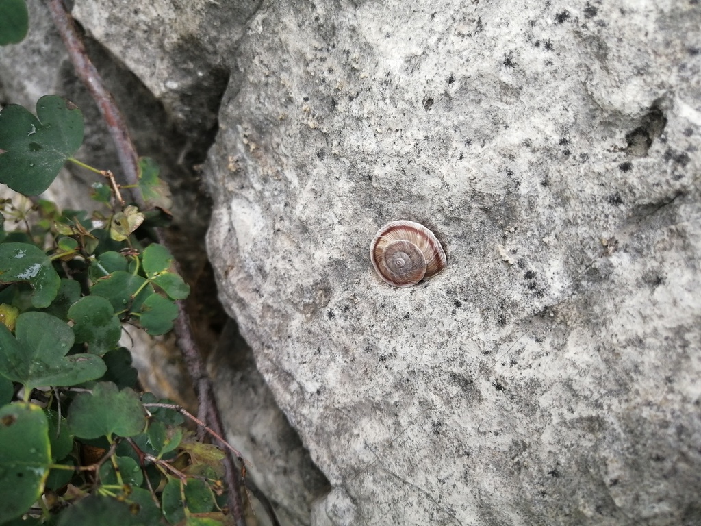 Pseudiberus anderssoni