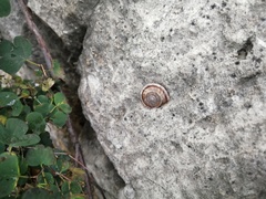 Pseudiberus tectumsinense anderssoni