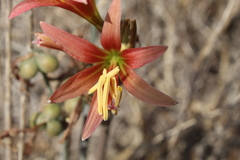 Zephyranthes advena