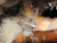 Onithochiton neglectus