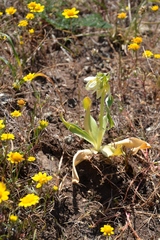 Fritillaria liliacea