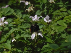 Bombus ignitus