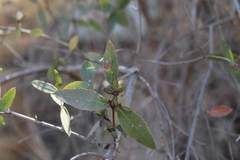 Colliguaja odorifera