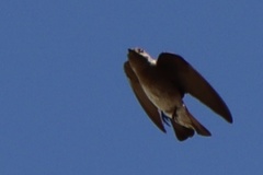 Stelgidopteryx serripennis