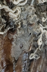 Biflustra arborescens