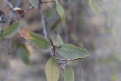 Colliguaja odorifera