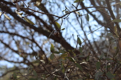 Colliguaja odorifera