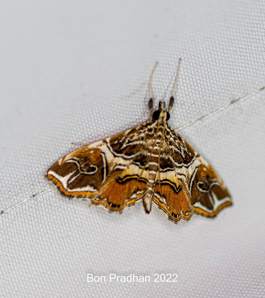 Paracymoriza aurantialis
