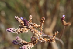 Verbena