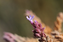 Verbena