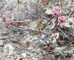 Eriogonum nortonii
