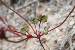 Eriogonum nortonii