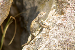 Sceloporus torquatus