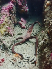 Ophiopsammus maculata
