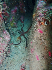 Ophiopsammus maculata