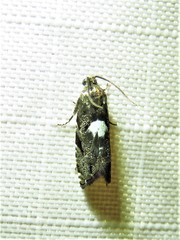 Cydia albimaculana
