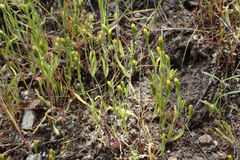 Lasthenia microglossa