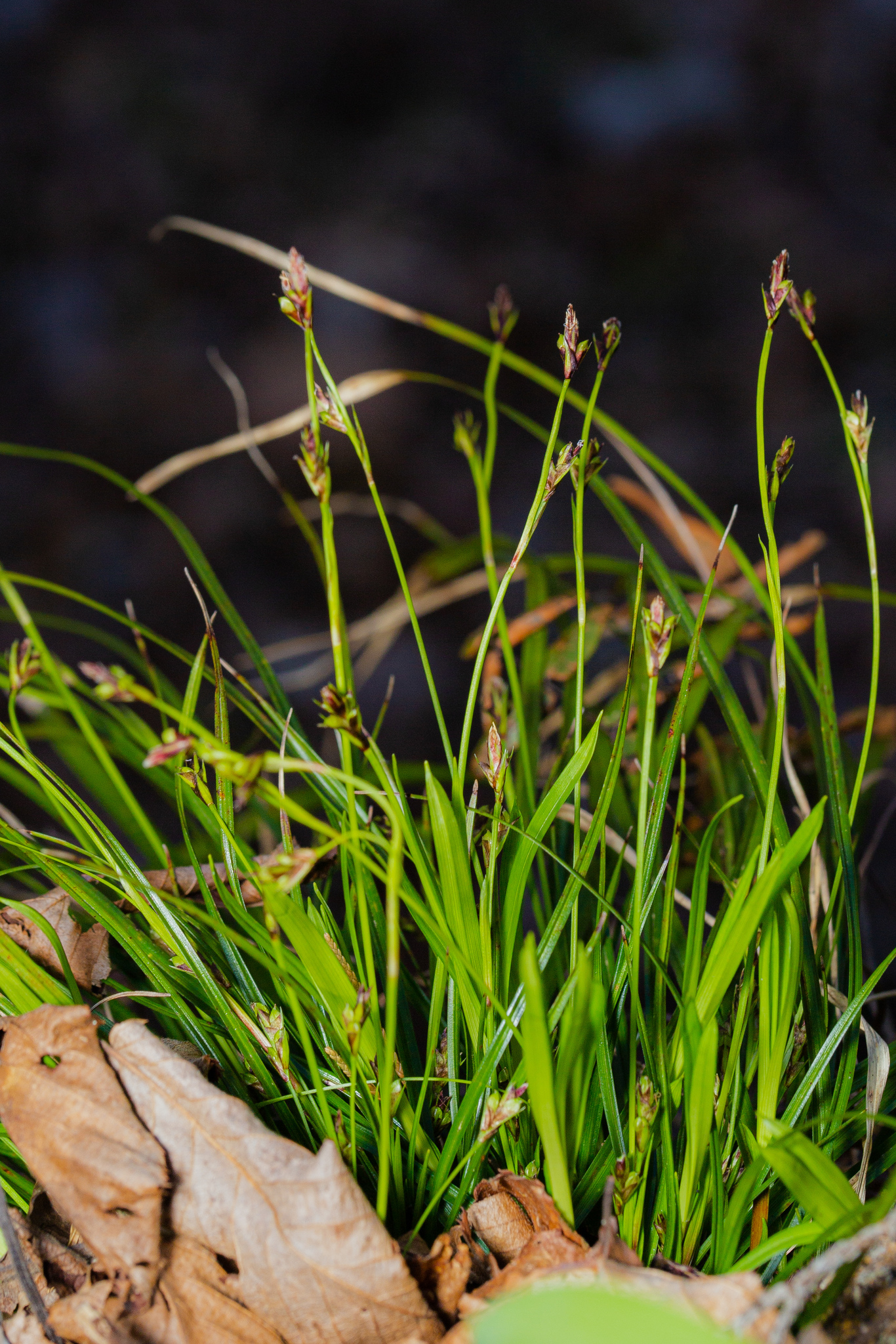 Carex pedunculata
