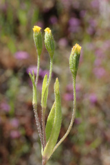 Lasthenia microglossa