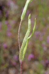 Lasthenia microglossa