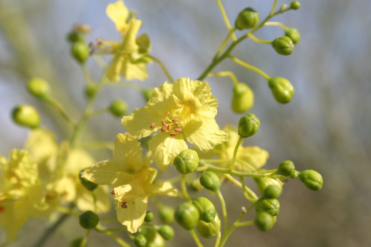 Parkinsonia florida