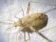 Miridae